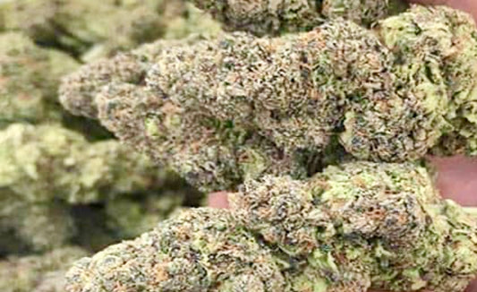THCA BLUE DREAM- HYBRID- THCA FLOWER- 27.30%